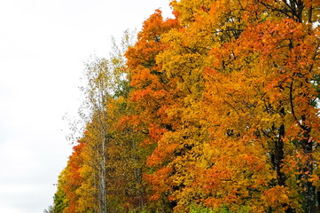 Maple trees in autumn