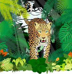 vector isolated leopard or jaguar in jungle rainforest
