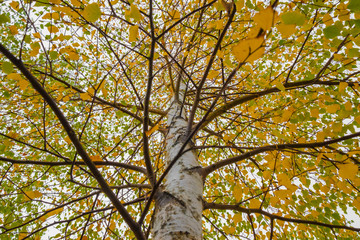 Fototapeta premium Birch treetop with branches leading from the trunk covered in autumn leaves