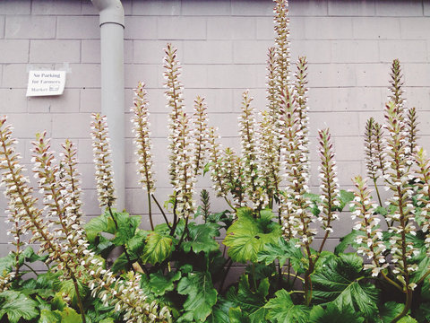 acanthus in front of wall