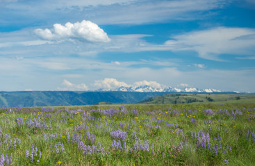 Blooming blue Lupines in a meadow with blue sky and the Seven Devils Mountains in the distance