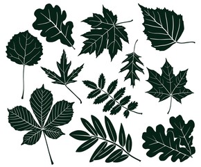 Set of dark silhouettes of leaves of various shapes. Vector illustration