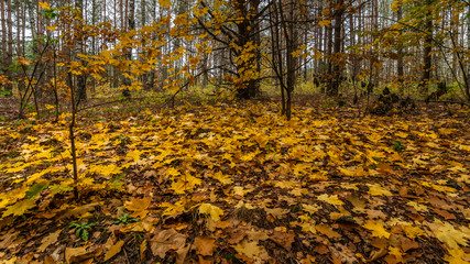 autumn forest. fallen maple and oak leaves in a forest glade