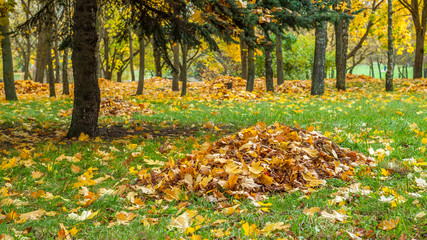 autumn fallen yellow maple leaves collected in a pile under a tree