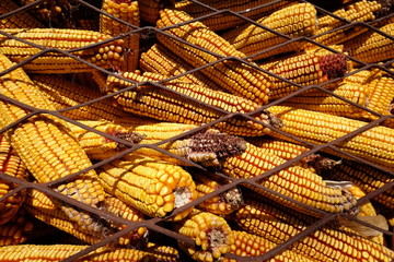 Fototapeta na wymiar corn storage