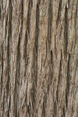 Close up texture of Cypress tree bark