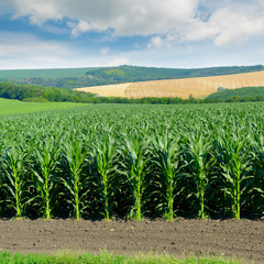 Corn field in the picturesque hills and white clouds in sky.