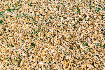 background texture of yellow leaves autumn leaf background