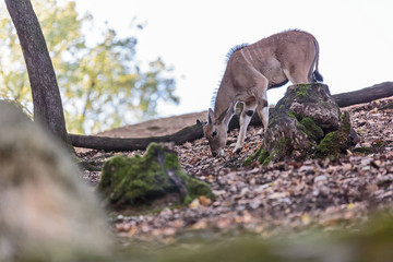 Antilope Alcina, Taurotragus oryx . Antilope nella foresta in autunno. I colori d autunno un Antilope cammina fra gli alberi   