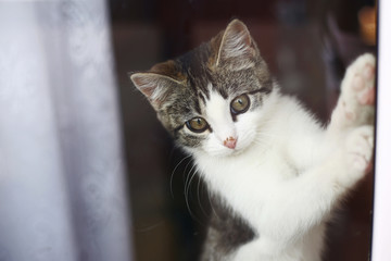 Cat looking out window