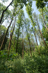 Tall trees at a verdant and lush forest at Divoka Sarka on a sunny day in the summer. It's a nature reserve on the outskirts of Prague in Czech Republic.