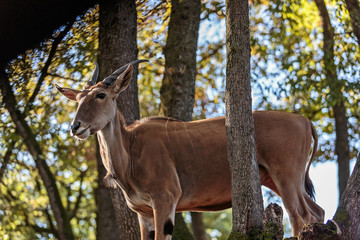 Antilope Alcina, Taurotragus oryx . Antilope nella foresta in autunno. I colori d autunno un Antilope cammina fra gli alberi   
