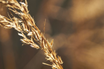 Obraz premium wild grass with seeds, Ohiopyle, Pennsylvania