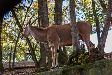 Antilope Alcina, Taurotragus oryx . Antilope nella foresta in autunno. I colori d autunno un Antilope cammina fra gli alberi   