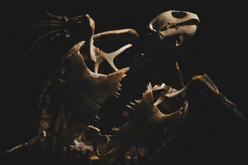 skeleton