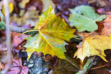 Foglie gialle d autunnu, foglio morto sul tavolo. foglio d albero in autunno