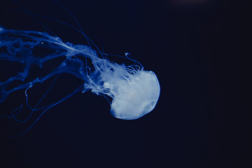 jellyfish