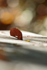 Foglie gialle d autunnu, foglio morto sul tavolo. foglio d albero in autunno