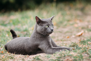Russian blue cat outdoors in autumn nature