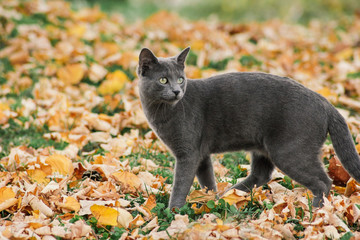Russian blue cat outdoors in autumn nature