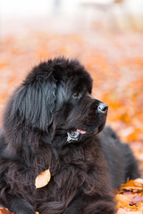 Portrait of a Newfoundland dog on a walk in an autumn park.