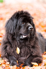 Portrait of a Newfoundland dog on a walk in an autumn park.