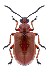 Beetle Lilioceris merdigera on a white background