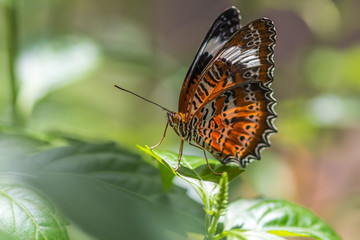 Orange Lacewing Butterfly