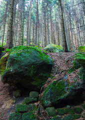 Bohemian (Czech, Saxon) Switzerland, National Park. Forest. Stones in green moss
