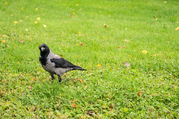 Hooded Crow, Corvus cornix on a background of green grass with yellow leaves. Smart grey and black crow bird looks into the camera and turned her head to one side