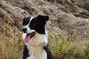 Border Collie 
