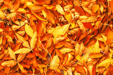 Yellow, Red and Orange Autumn Leaves Background. Colorful autumn fallen leaves texture. Outdoor.