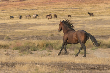 Majestic Wild Horse