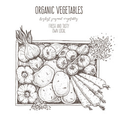 Harvest of vegetables in the box. Hand drawn vector illustration. Engraved style. Top view