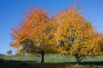 Fototapeta na wymiar Autum tree color leaves for autumnal background.