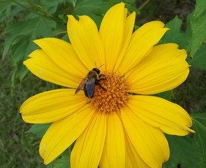 Tropical carpenter bee on yellow flower in Florida nature, closeup