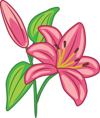 Flowering pink lily