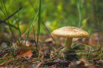 amanita pantherina var. pantherina