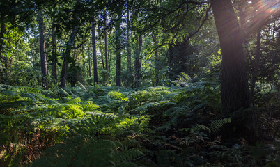 Forest