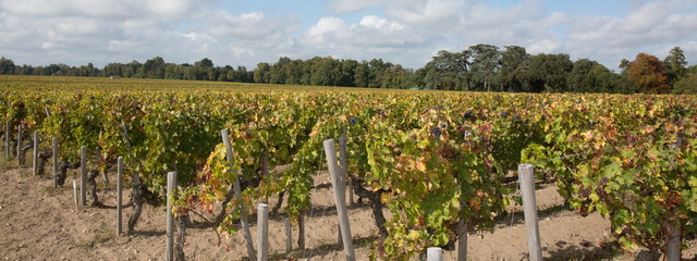 Vineyards in the wine region of saint emilion Bordeaux France