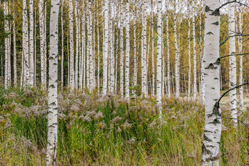 En skot av björkar som bildar ett fint mönster