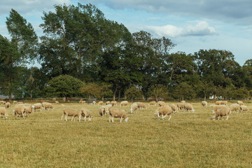 Obraz premium Herd of sheep grazing on a grassy field on a sunny day in Normandy, France. Sheep breeding, industrial agriculture concept. Summer countryside landscape, pastureland for domesticated livestock