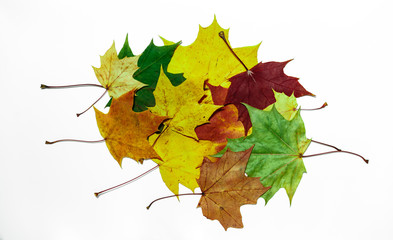 Maple leaves isolated on white background. Colored autumn leaves.