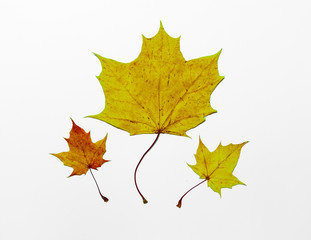 Maple leaves isolated on white background. Colored autumn leaves.
