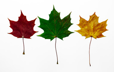 Maple leaves isolated on white background. Colored autumn leaves.