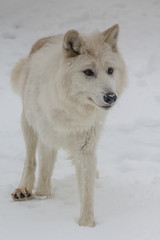 Arctic Wolf