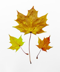 Maple leaves isolated on white background. Colored autumn leaves.