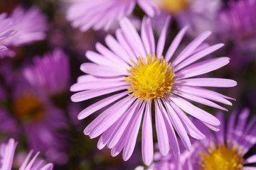 Obraz premium Aster flower close-up in garden