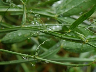 Regennasse Grünpflanzen im Garten