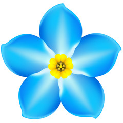 Blue spring flower forget-me-not